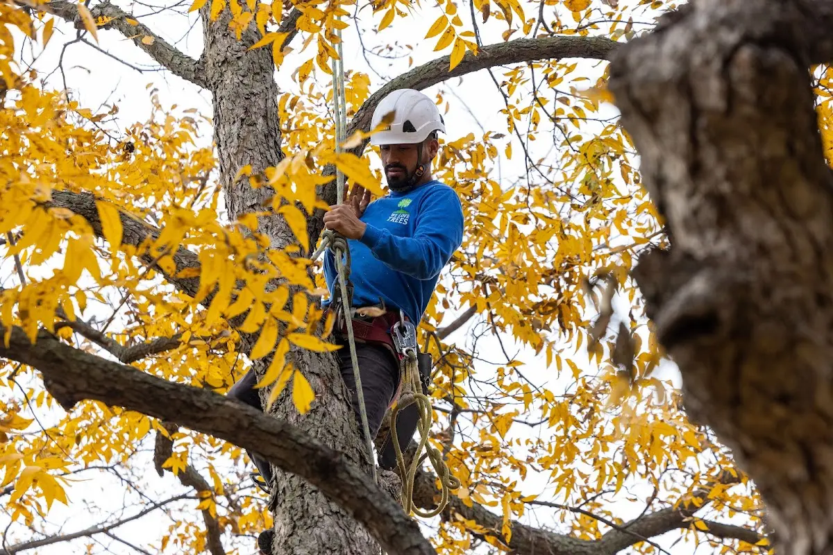 Skilled Tree Pruning crew working in Oroville